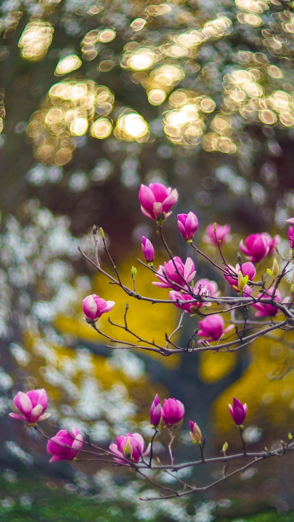 Gałązki kwitnącej magnolii