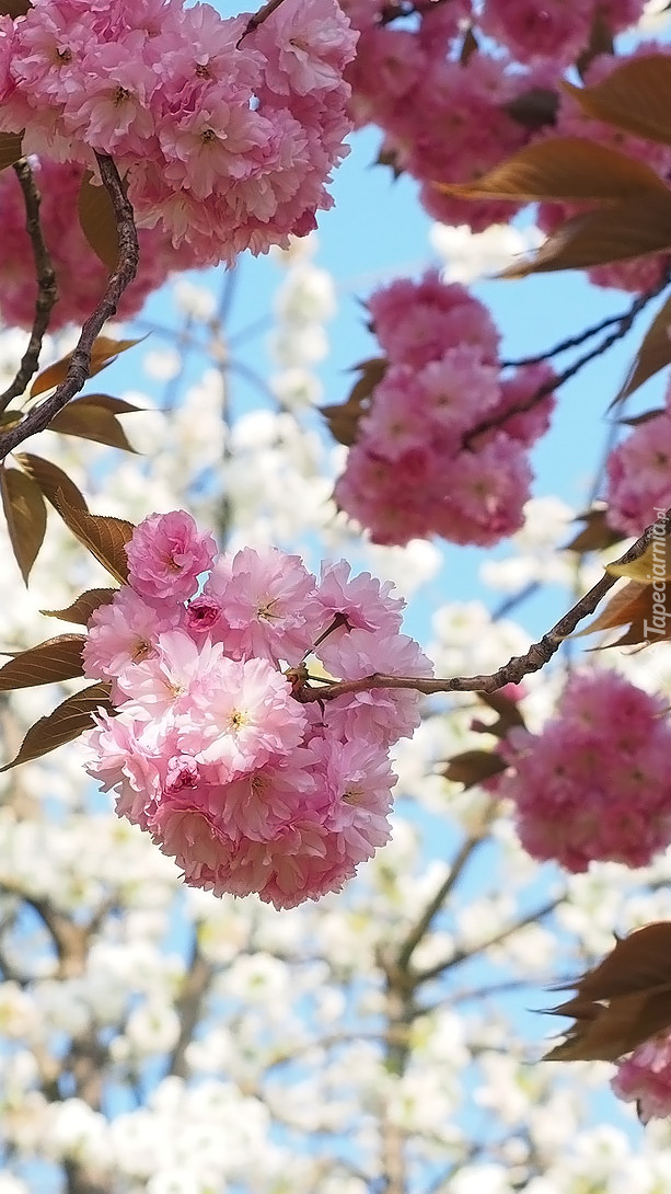 Gałązki kwitnącej wiśni japońskiej