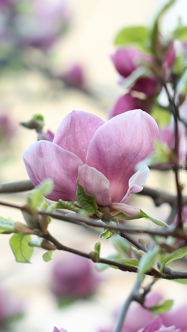 Gałązki różowej magnolii