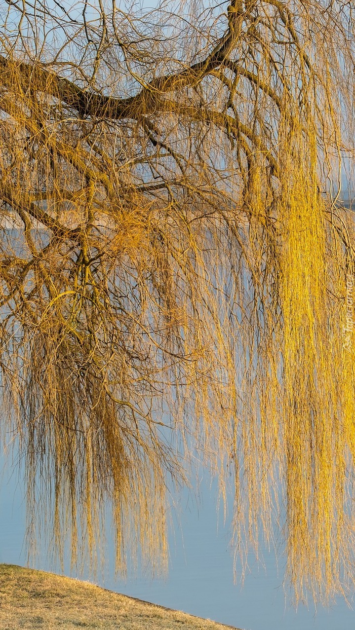 Gałązki wierzby płaczącej nad rzeką