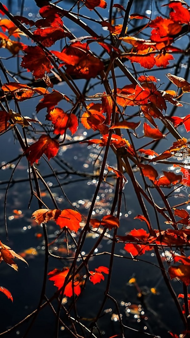 Gałązki z jesiennymi liśćmi nad wodą