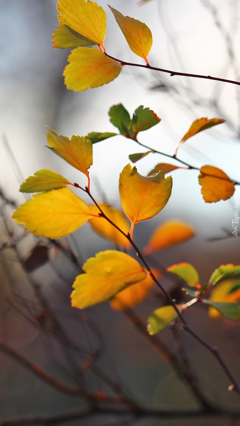 Gałązki z jesiennymi liśćmi