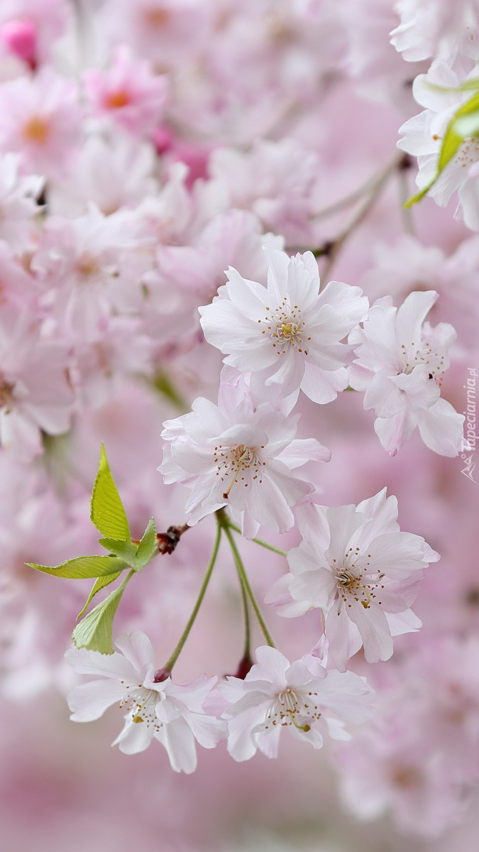 Gałązki z kwiatami wiśni japońskiej