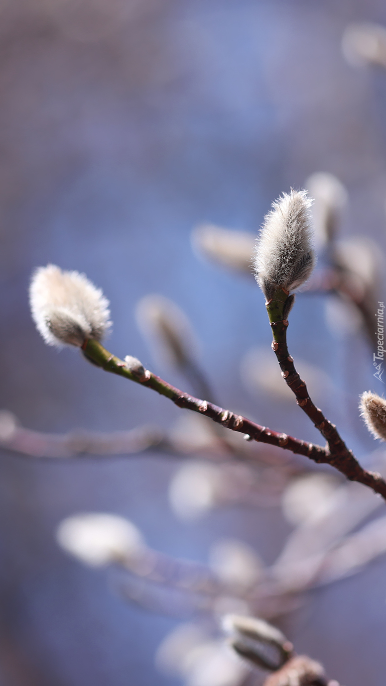 Gałązki z pąkami magnolii