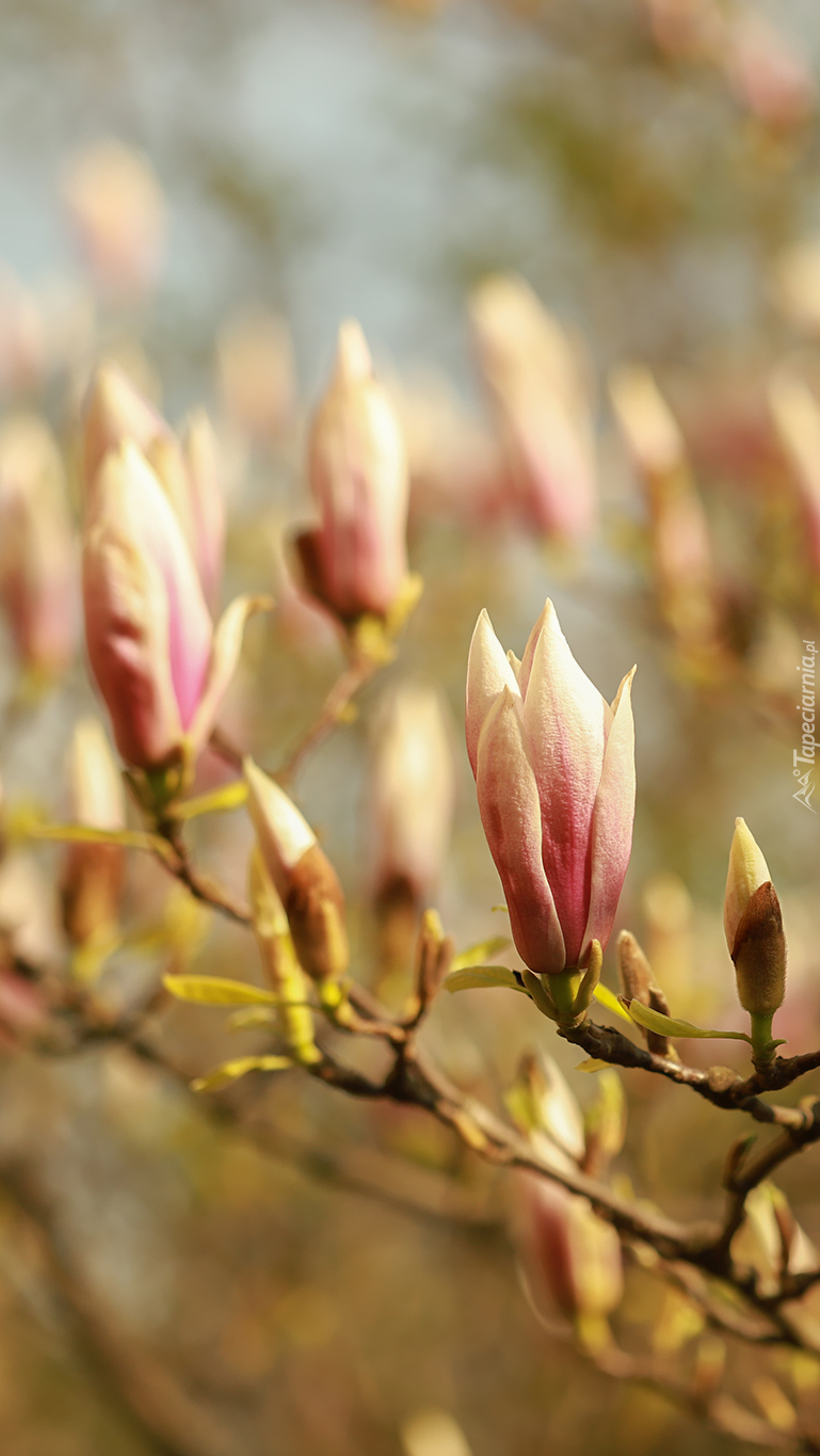 Gałązki z pąkami magnolii