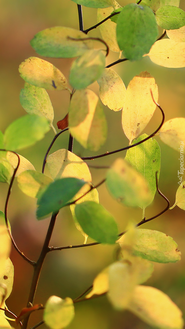 Gałązki z żółto-zielonymi listkami