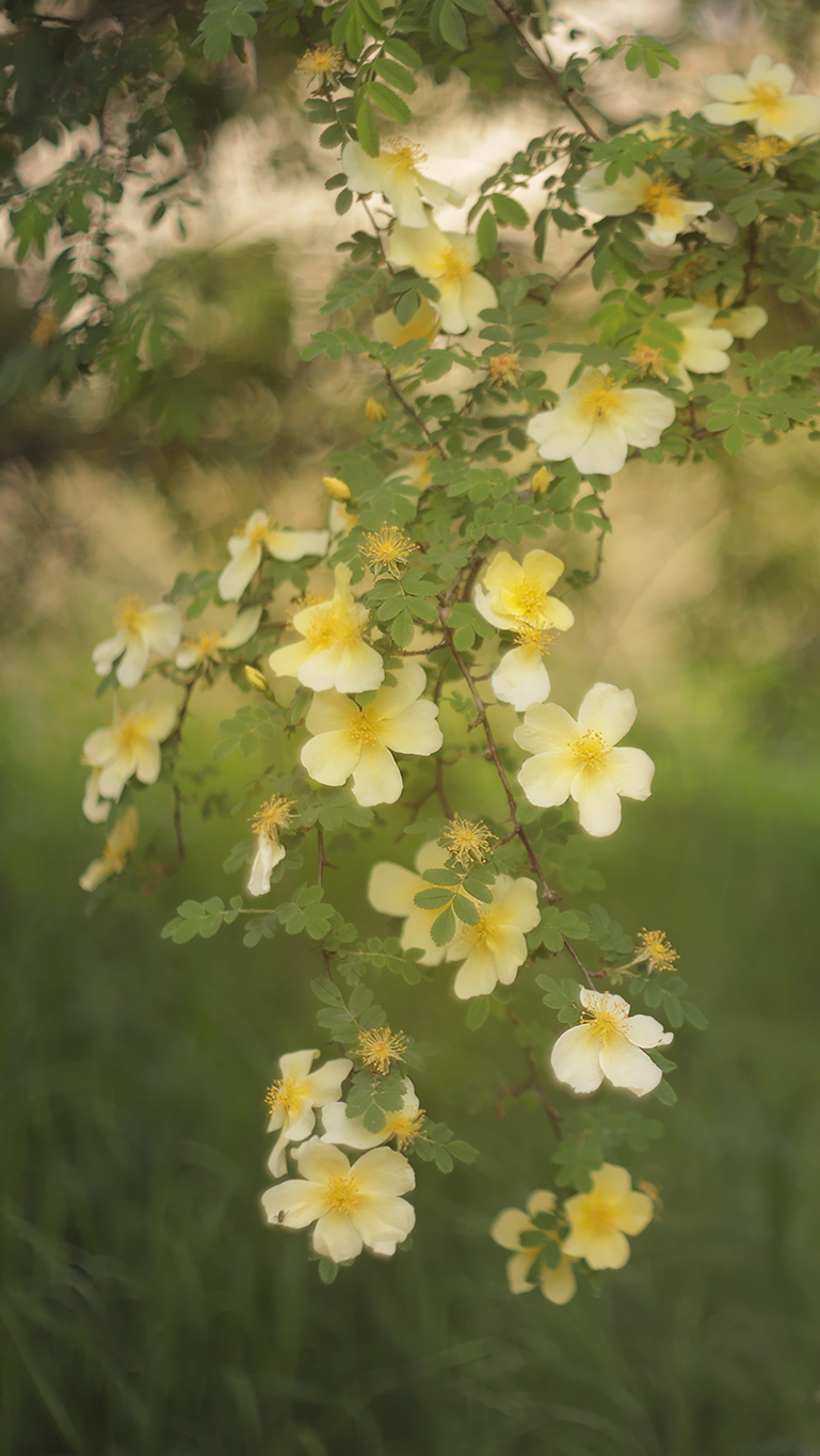 Gałązki z żółtymi kwiatami dzikiej róży