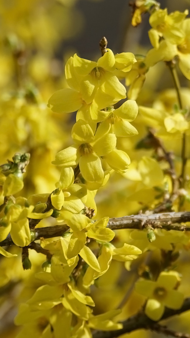 Gałązki żółtych forsycji