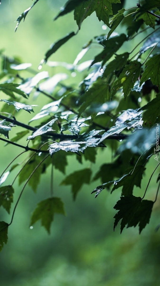 Gałęzie i liście zmoczone deszczem