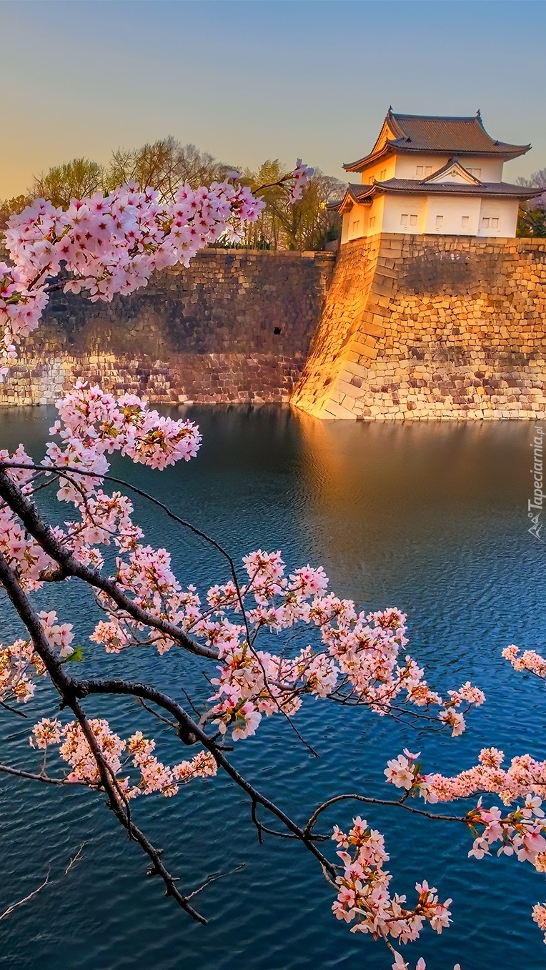 Gałęzie kwitnącej wiśni nad rzeką