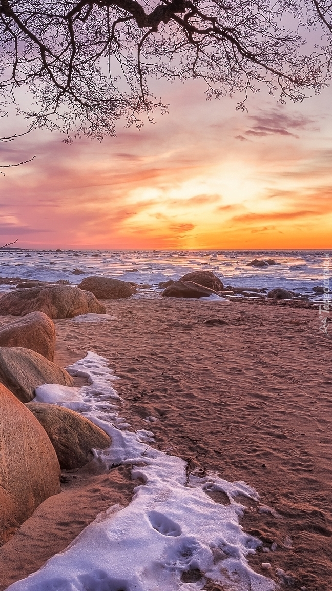 Gałęzie nad plażą