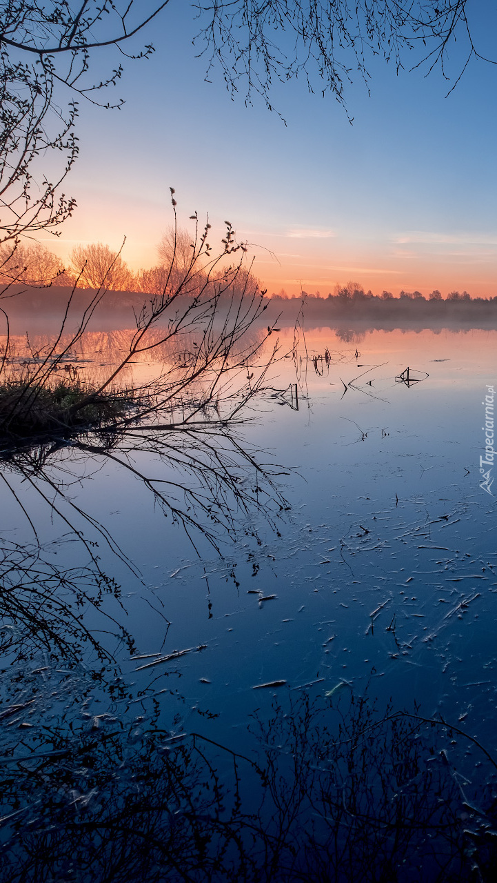 Gałęzie nad stawem we mgle