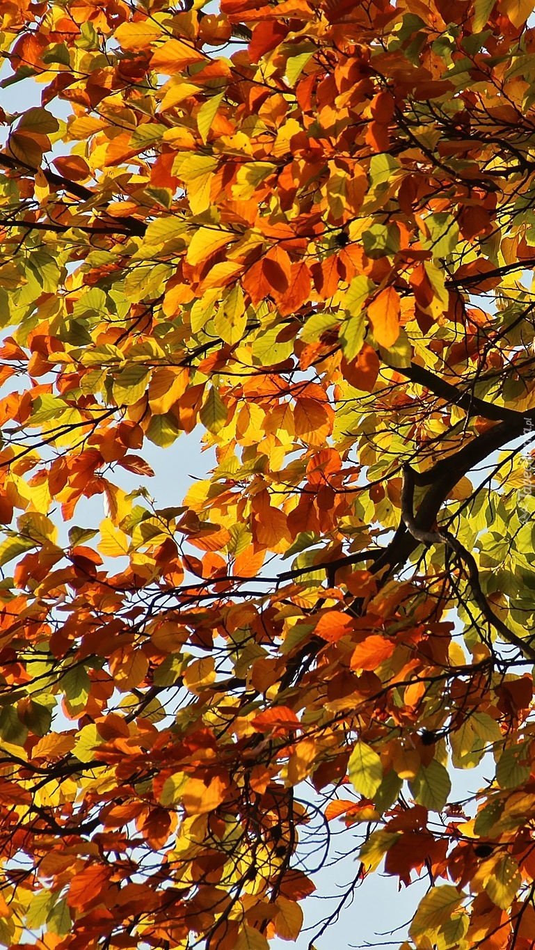 Gałęzie z jesiennymi liśćmi na tle nieba