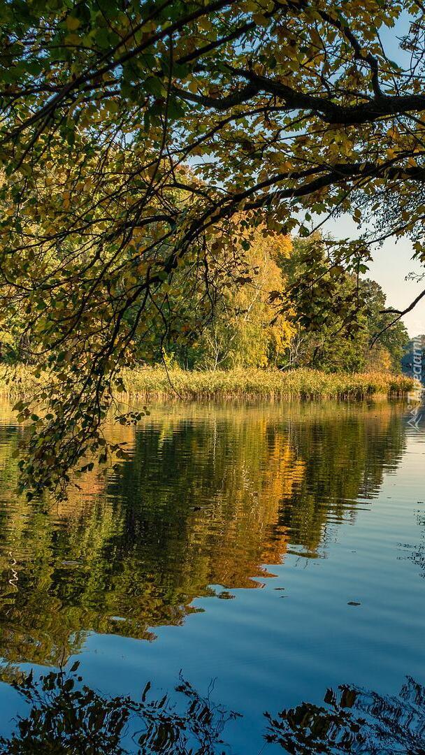 Gałęzie zwisające nad jeziorem