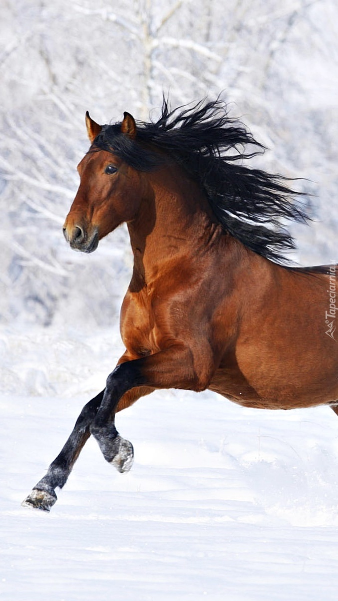 Galopujący w śniegu koń