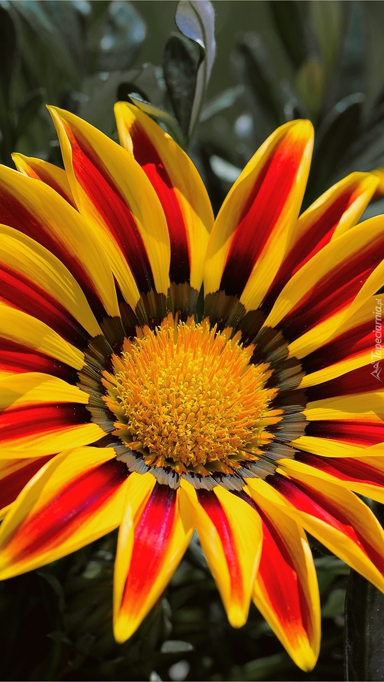 Gazania w zbliżeniu