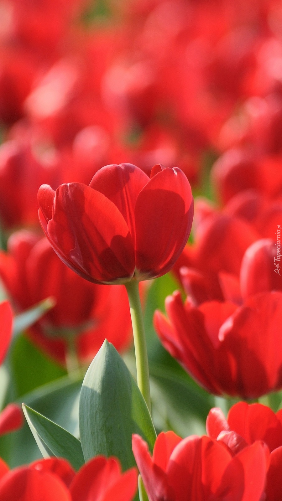 Gdzie okiem sięgnąć czerwone tulipany