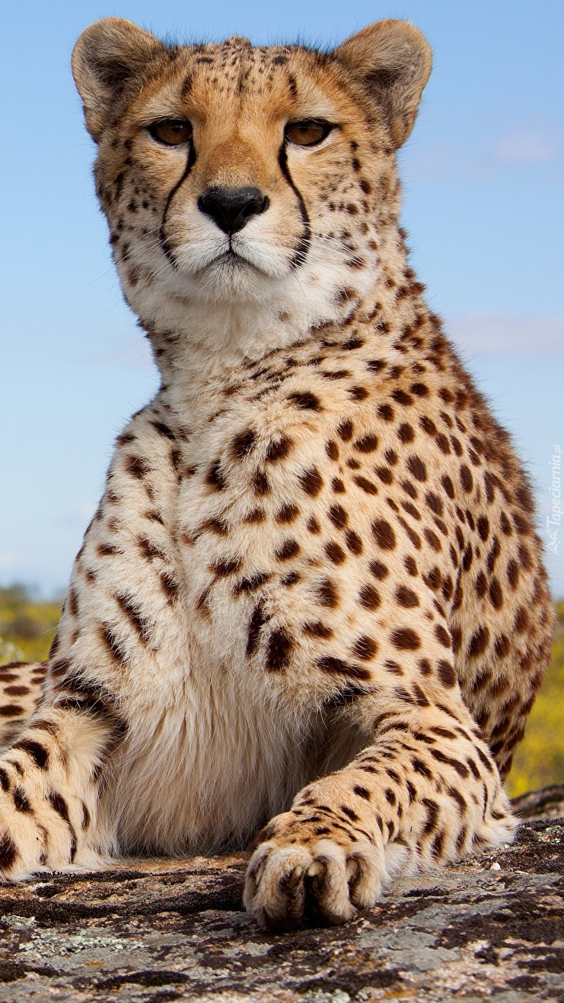 Gepard