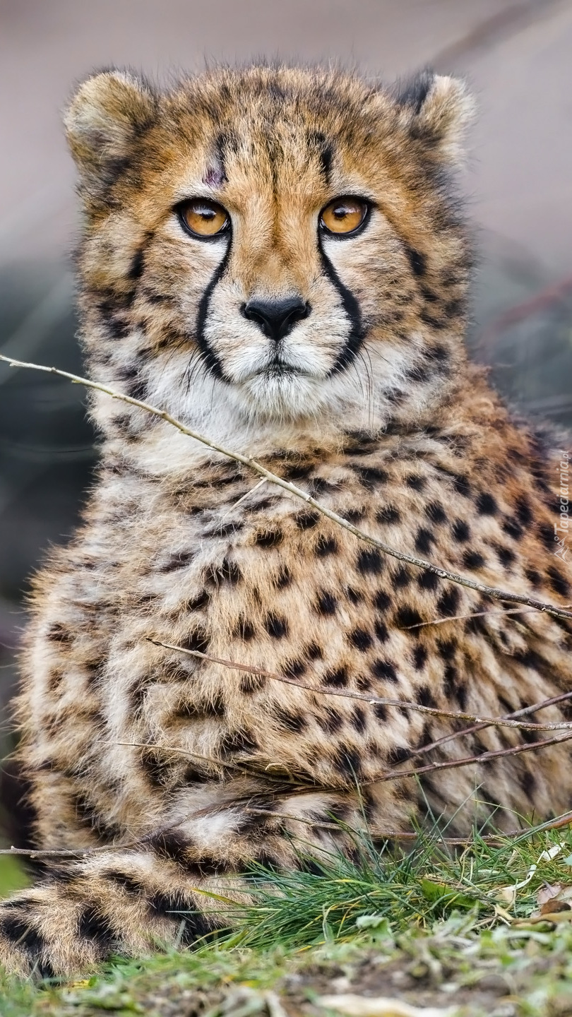 Gepard