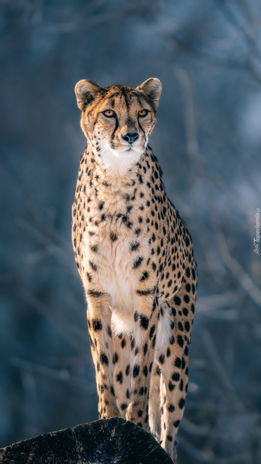 Gepard