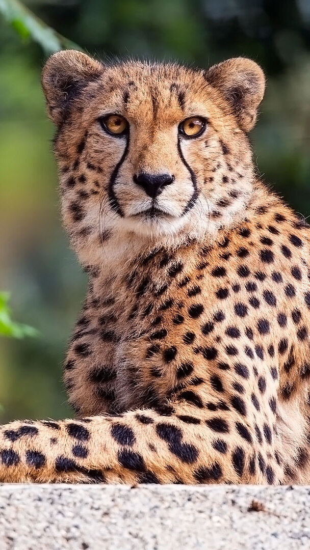 Gepard