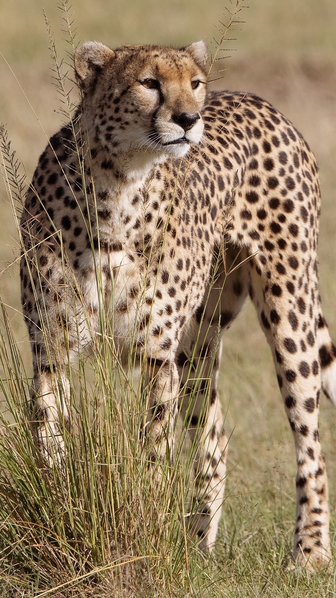 Gepard