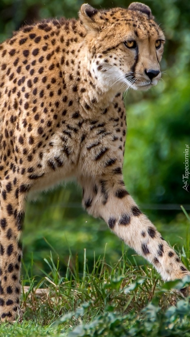 Gepard kroczący po trawie