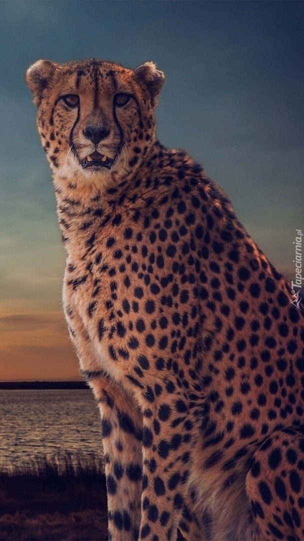 Gepard nad jeziorem o zachodzie słońca