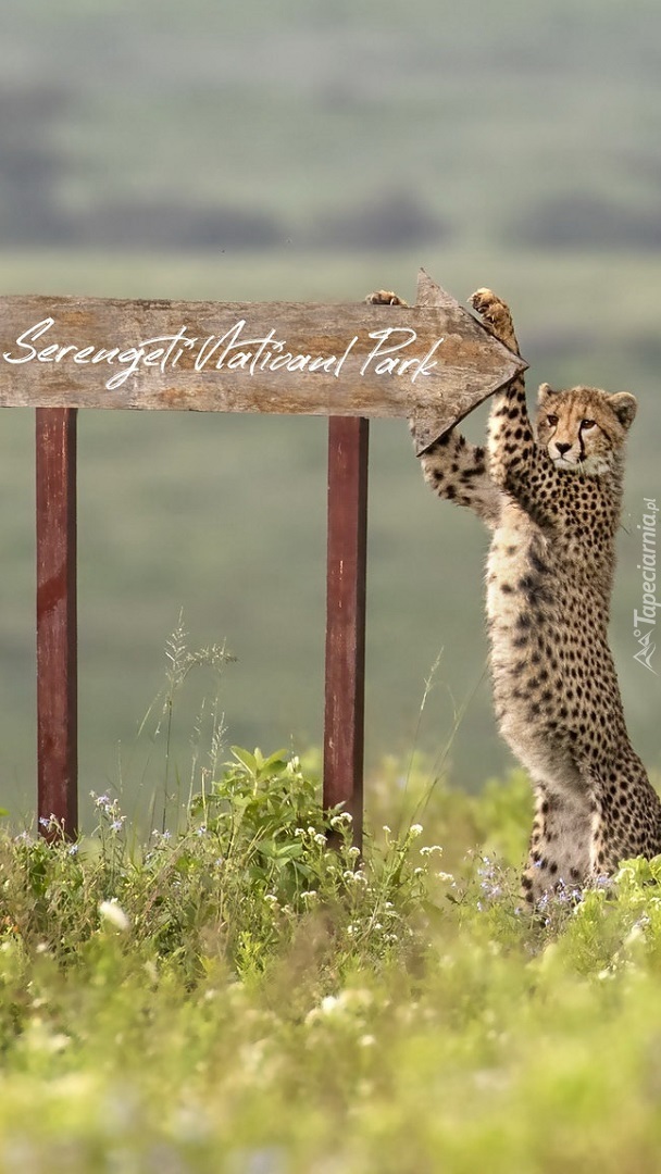 Gepard przy drogowskazie