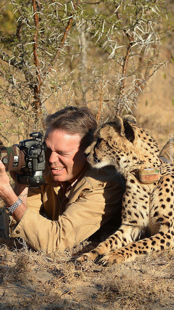 Gepard przy fotografie
