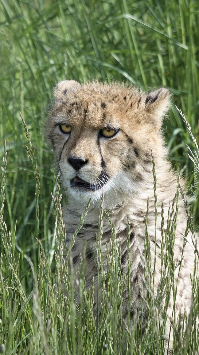 Gepard w trawie