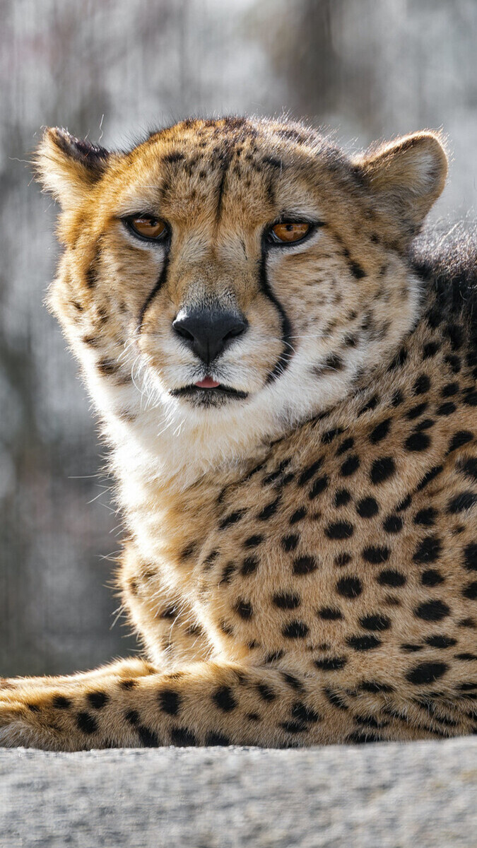 Gepard w zbliżeniu