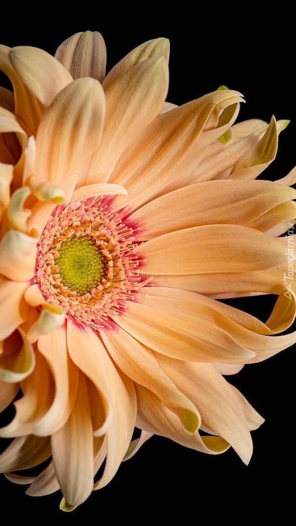 Gerbera