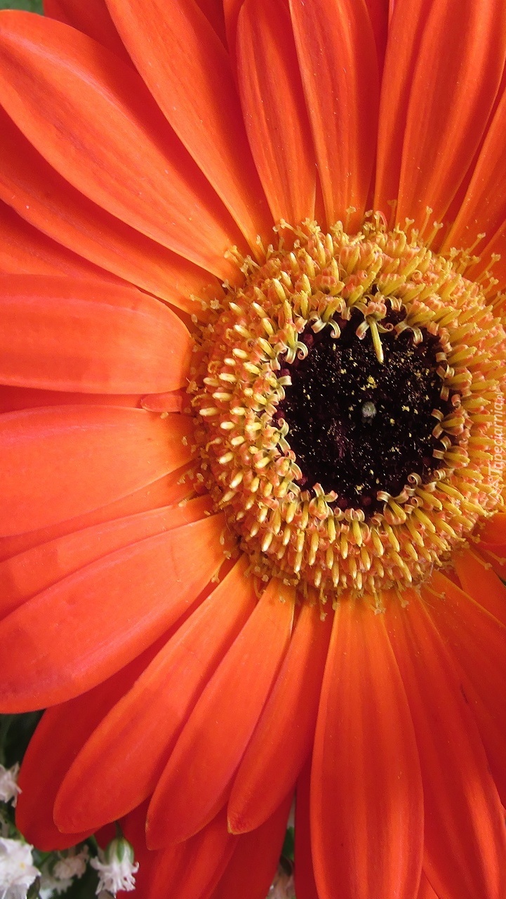 Gerbera w zbliżeniu