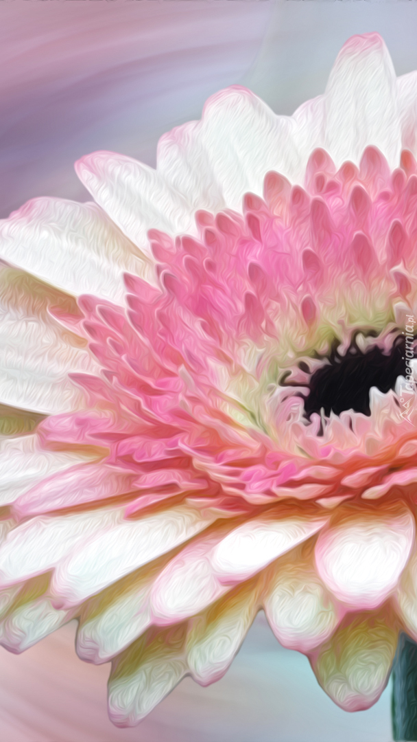 Gerbera w zbliżeniu