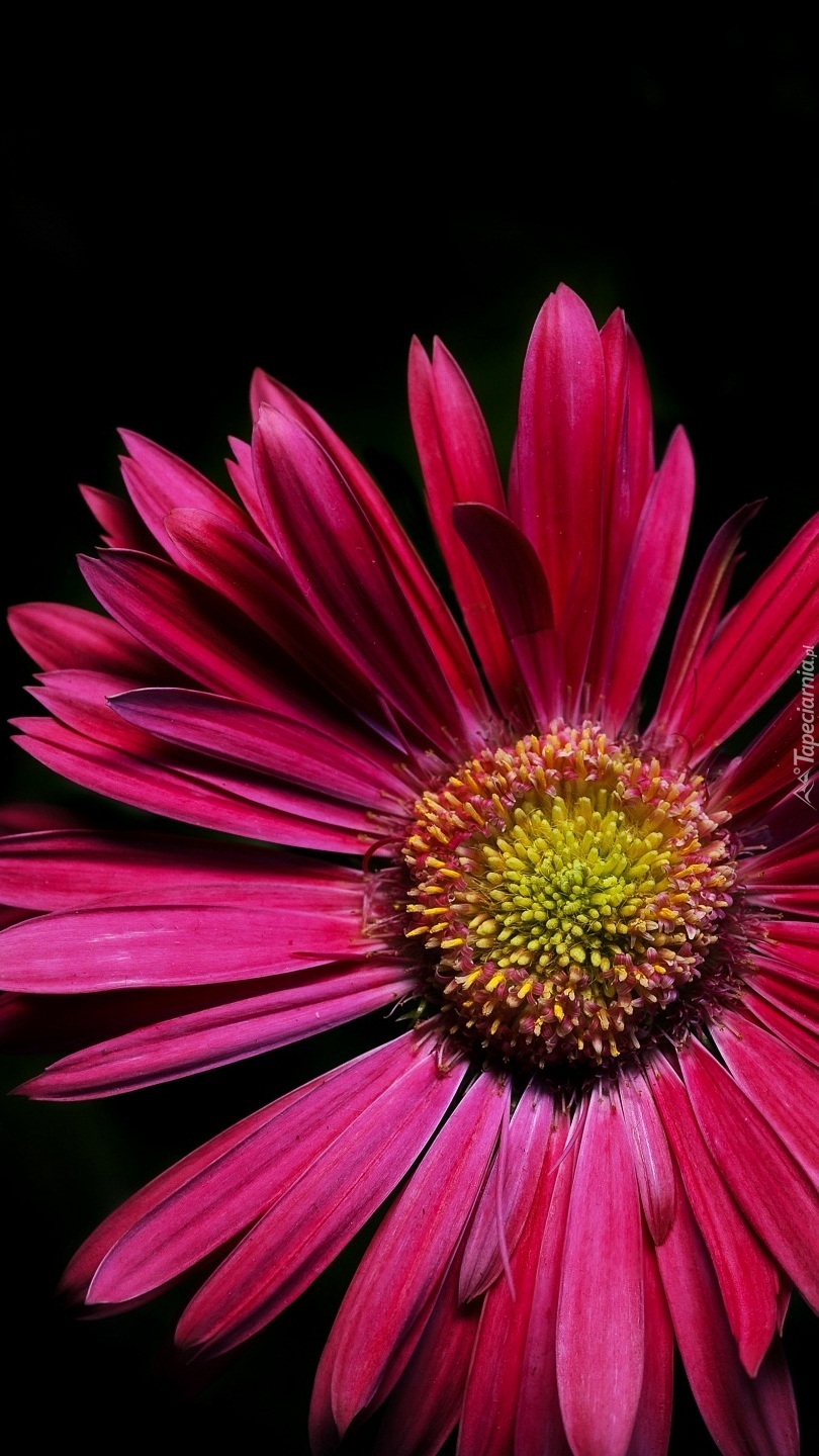 Gerbera