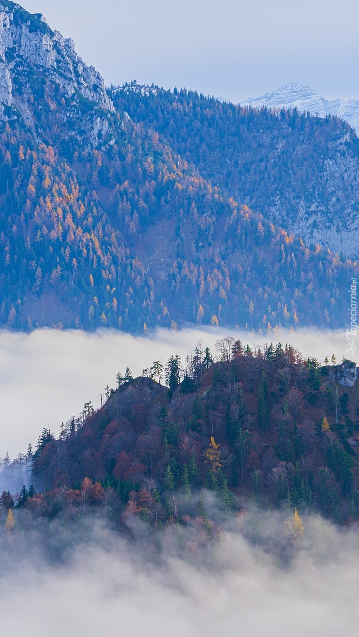 Gęsta mgła nad drzewami w górach