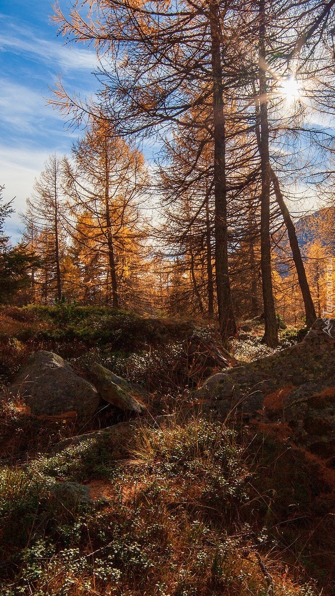 Głazy i modrzewie w górskim lesie