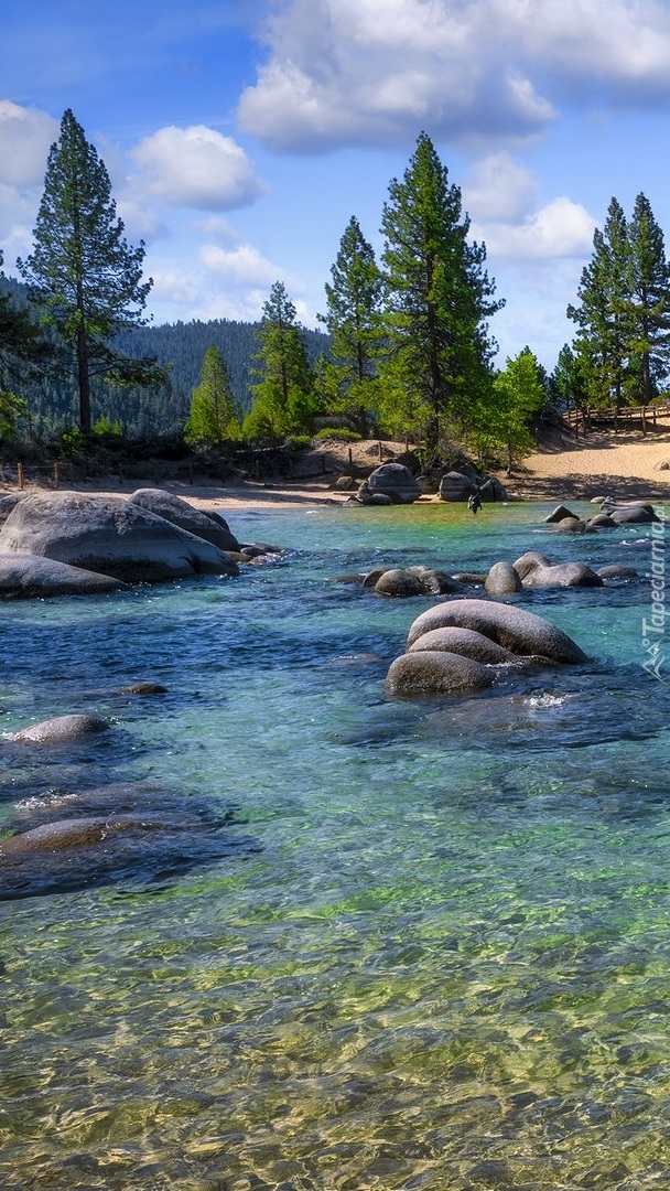 tapeta-na-telefon-glazy-w-jeziorze-tahoe-lake.jpg
