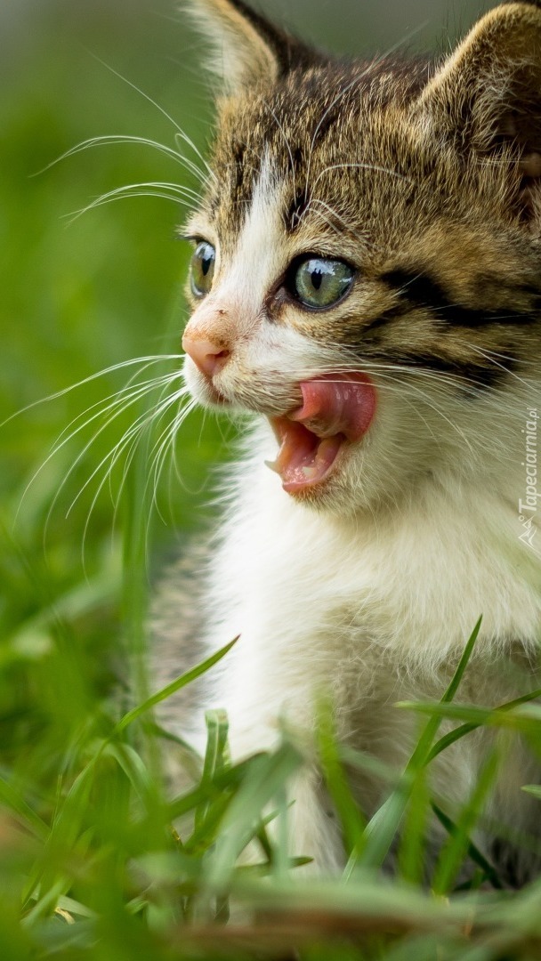 Głodny kotek w trawie