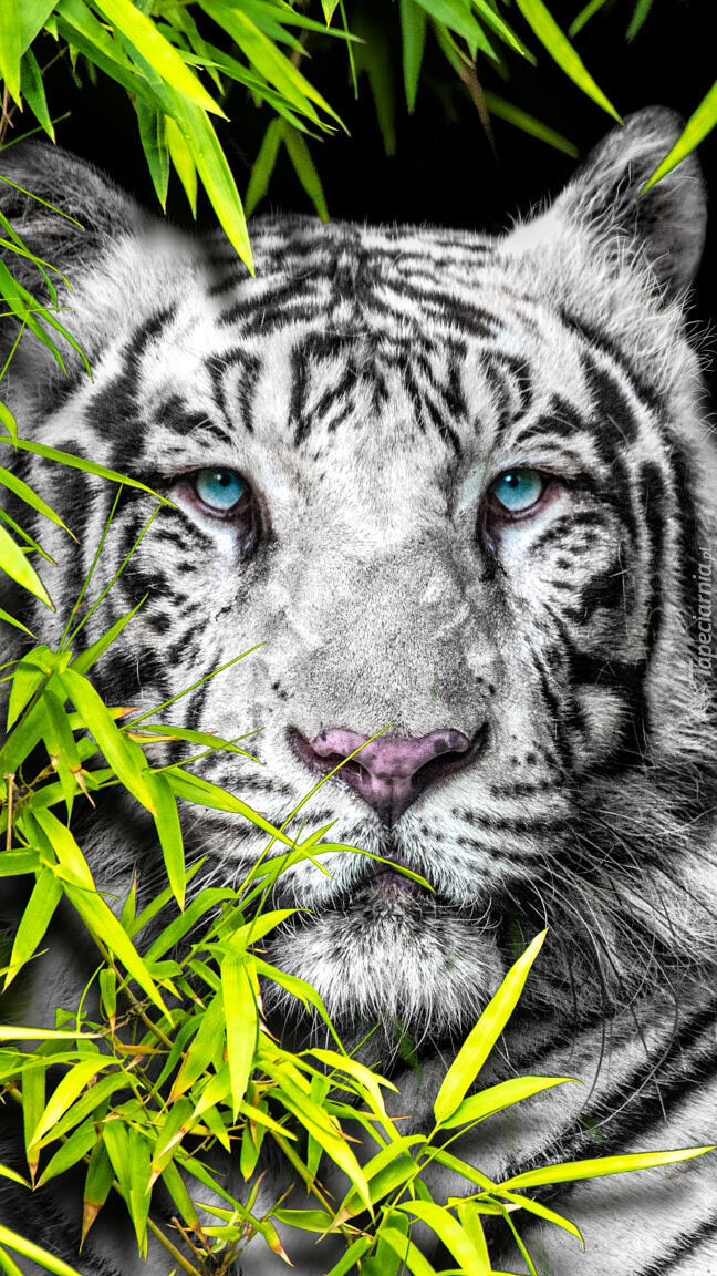 Głowa białego tygrysa