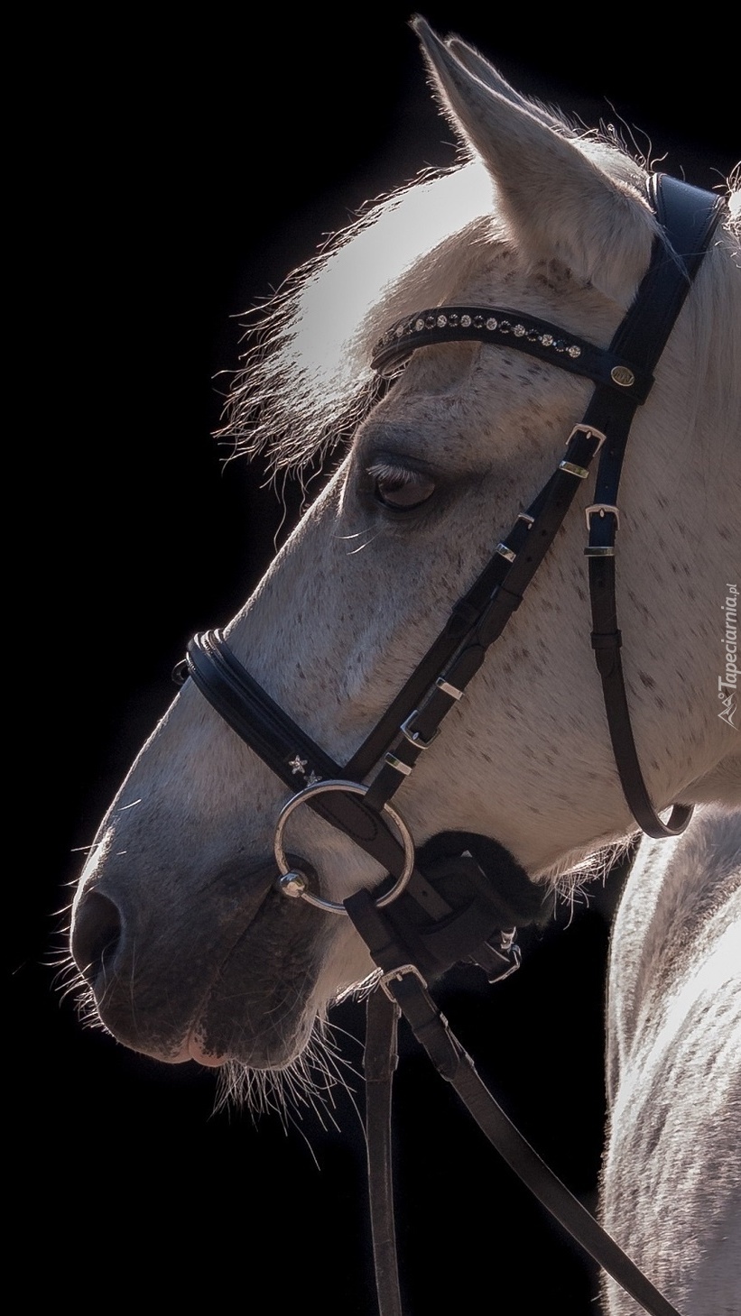 Głowa konia z profilu