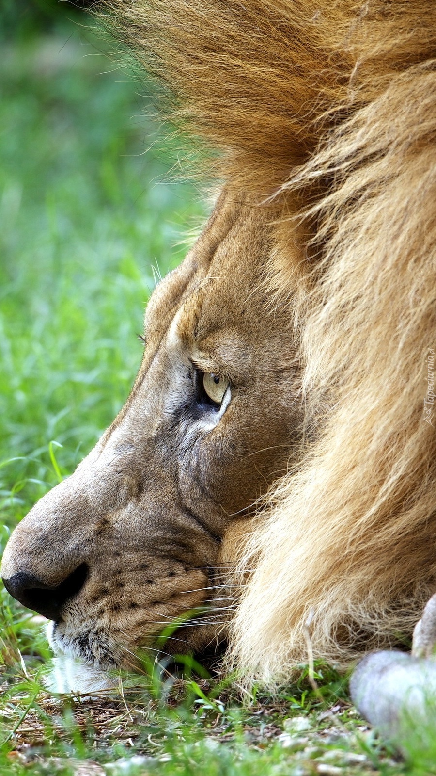 Głowa lwa w trawie