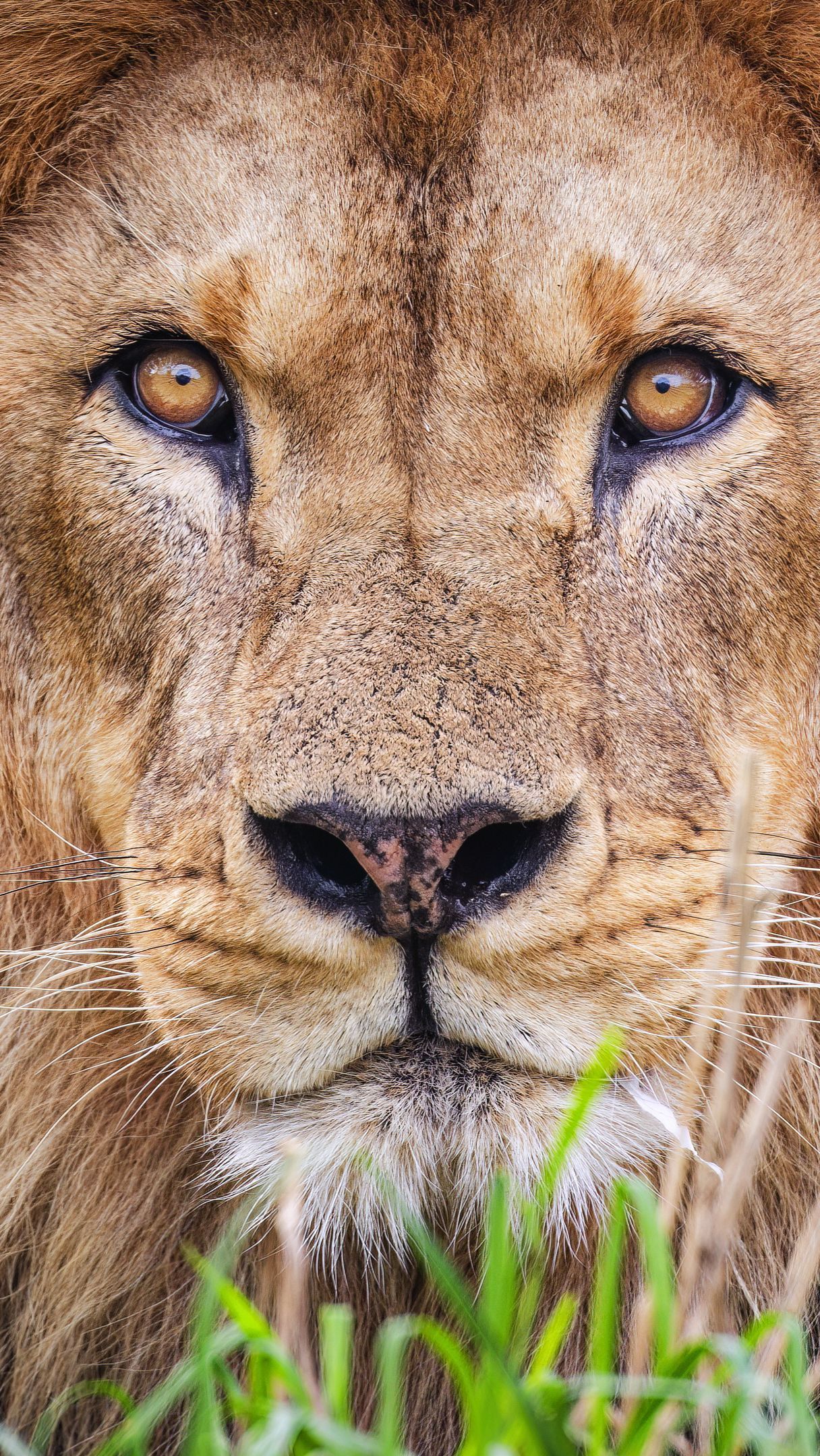 Głowa lwa w zbliżeniu