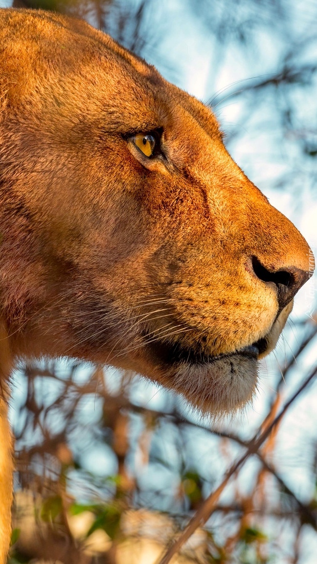 Głowa lwicy z profilu