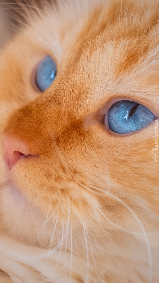 Głowa niebieskookiego kota w zbliżeniu