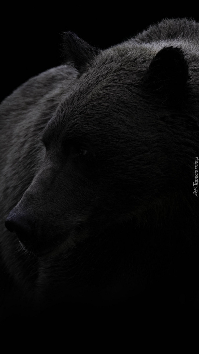 Głowa niedźwiedzia na czarnym tle