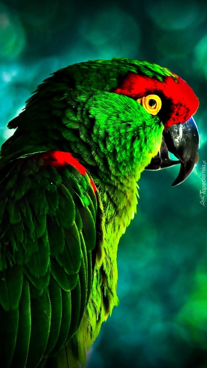 Głowa papugi