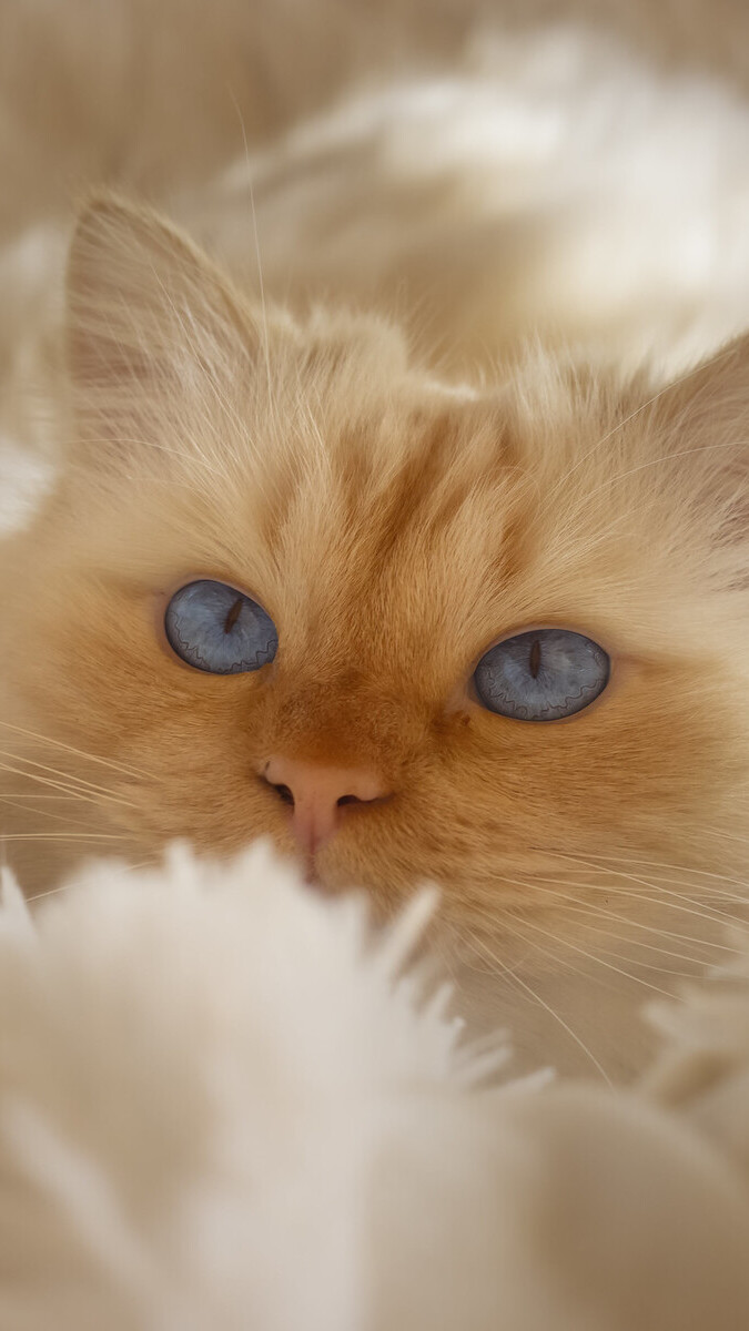 Głowa rudawego kotka w białym kocu