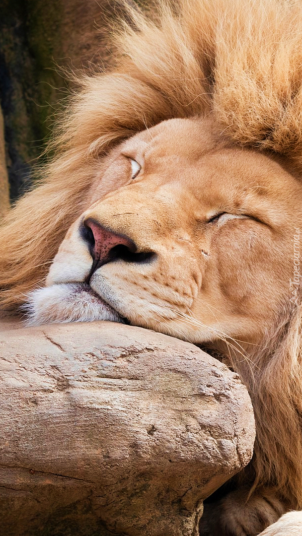 Głowa śpiącego lwa